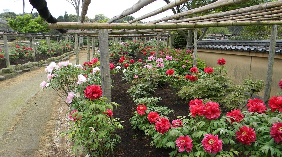 🌸 모란과 초록의 언덕 (보탄토 미도리노오카) 이미지 3